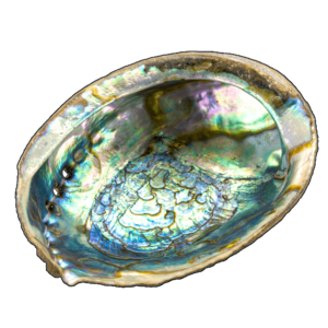 Abalone Räuchermuschel groß